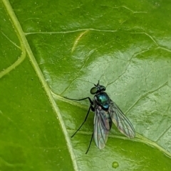 Diaphorinae (subfamily) (Long-legged fly) at Thurgoona, NSW - 11 Nov 2022 by ChrisAllen