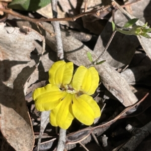 Goodenia hederacea subsp. hederacea at Jerrabomberra, NSW - 12 Nov 2022 09:30 AM