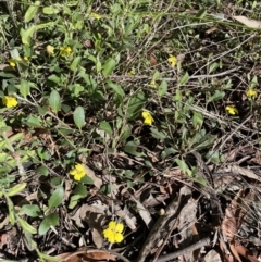 Goodenia hederacea subsp. hederacea at Jerrabomberra, NSW - 12 Nov 2022 09:30 AM