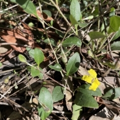 Goodenia hederacea subsp. hederacea at Jerrabomberra, NSW - 12 Nov 2022