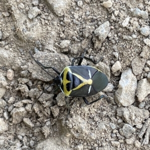 Commius elegans at Jerrabomberra, NSW - 12 Nov 2022