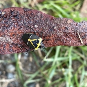 Commius elegans at Jerrabomberra, NSW - 12 Nov 2022