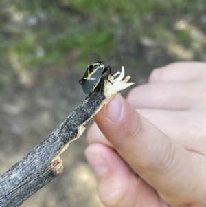 Commius elegans at Jerrabomberra, NSW - 12 Nov 2022