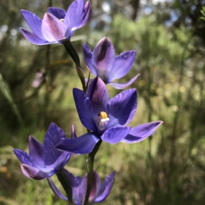 Thelymitra megcalyptra (Swollen Sun Orchid) at Wamboin, NSW - 12 Nov 2022 by Devesons