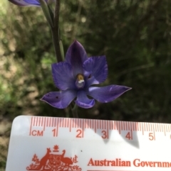 Thelymitra megcalyptra at Wamboin, NSW - suppressed