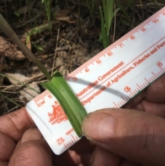 Thelymitra megcalyptra at Wamboin, NSW - 12 Nov 2022