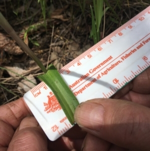 Thelymitra megcalyptra at Wamboin, NSW - suppressed