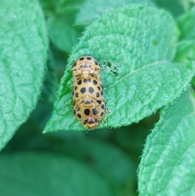 Epilachna sumbana (A Leaf-eating Ladybird) at Wirlinga, NSW - 12 Nov 2022 by RobCook