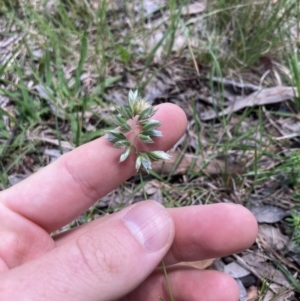 Rytidosperma carphoides at Higgins, ACT - 12 Nov 2022 01:23 PM