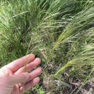 Austrostipa scabra at Higgins, ACT - 12 Nov 2022