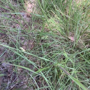 Carex inversa at Higgins, ACT - 12 Nov 2022 01:24 PM