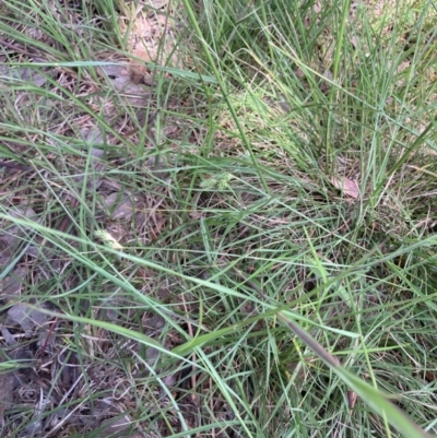 Carex inversa (Knob Sedge) at Higgins, ACT - 12 Nov 2022 by MattM