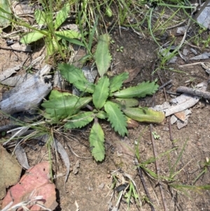 Solenogyne dominii at Higgins, ACT - 12 Nov 2022