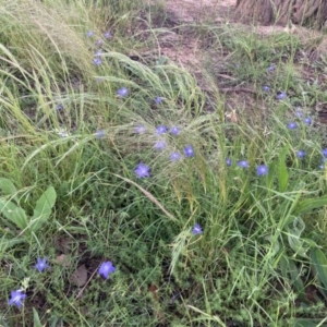 Wahlenbergia luteola at Higgins, ACT - 12 Nov 2022 01:25 PM