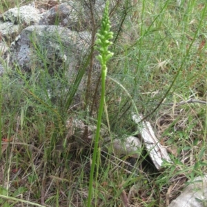 Microtis sp. at Weetangera, ACT - suppressed