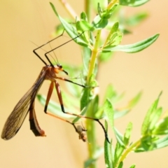 Harpobittacus australis (Hangingfly) at Coree, ACT - 8 Nov 2022 by Thurstan