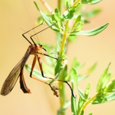 Harpobittacus australis (Hangingfly) at Woodstock Nature Reserve - 7 Nov 2022 by Thurstan