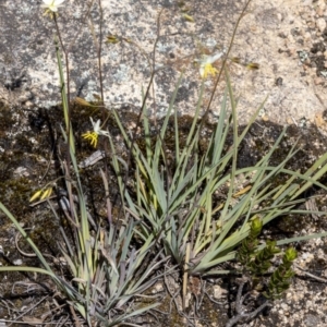 Thelionema caespitosum at Tinderry, NSW - 12 Nov 2022