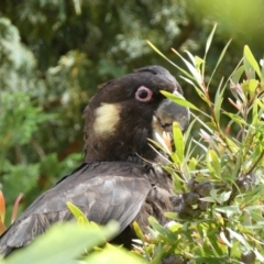 Zanda funerea at Jerrabomberra, NSW - 12 Nov 2022