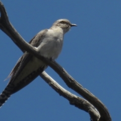 Cacomantis pallidus (Pallid Cuckoo) at Bonner, ACT - 12 Nov 2022 by BenW