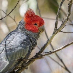 Callocephalon fimbriatum (Gang-gang Cockatoo) at Tinderry, NSW - 11 Nov 2022 by trevsci