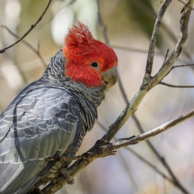 Callocephalon fimbriatum (Gang-gang Cockatoo) at Tinderry, NSW - 12 Nov 2022 by trevsci