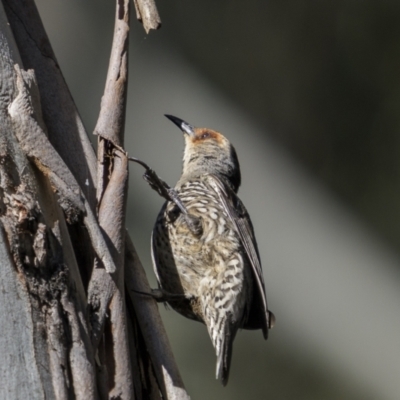 Climacteris erythrops (Red-browed Treecreeper) at Tinderry, NSW - 12 Nov 2022 by trevsci
