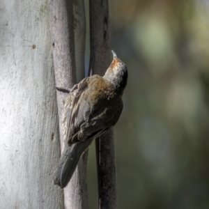 Climacteris erythrops at Tinderry, NSW - 12 Nov 2022 07:58 AM