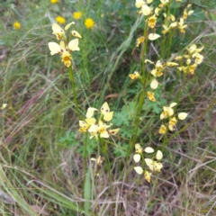 Diuris sulphurea (Tiger Orchid) at Kambah, ACT - 11 Nov 2022 by GirtsO