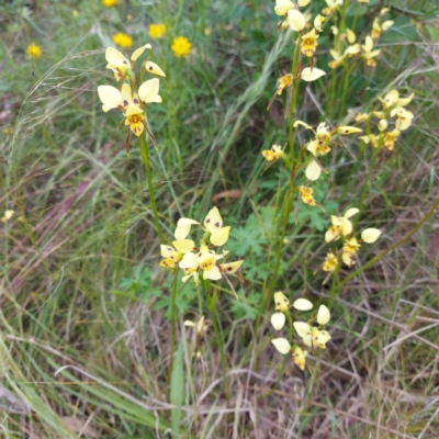 Diuris sulphurea (Tiger Orchid) at Mount Taylor - 11 Nov 2022 by GirtsO