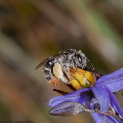 Lipotriches (Austronomia) ferricauda (Halictid bee) at Bruce, ACT - 11 Nov 2022 by Roger