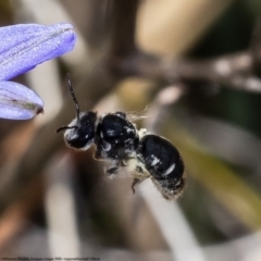 Lipotriches (Austronomia) ferricauda at Bruce, ACT - 12 Nov 2022