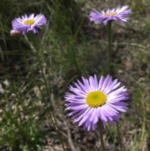 Brachyscome spathulata at Wamboin, NSW - 18 Oct 2020 03:25 PM