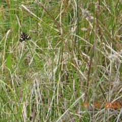 Phalaenoides tristifica (Willow-herb Day-moth) at Booth, ACT - 11 Nov 2022 by GirtsO