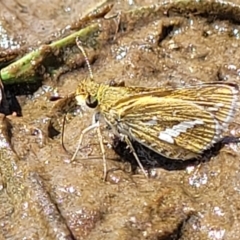 Taractrocera papyria (White-banded Grass-dart) at Fraser, ACT - 12 Nov 2022 by trevorpreston