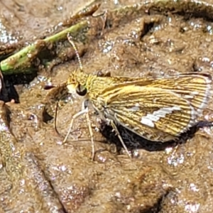 Taractrocera papyria at Fraser, ACT - 12 Nov 2022 02:42 PM