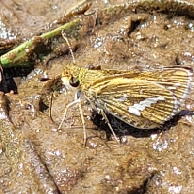 Taractrocera papyria (White-banded Grass-dart) at Dunlop Grasslands - 12 Nov 2022 by trevorpreston