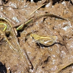 Taractrocera papyria at Fraser, ACT - 12 Nov 2022 02:42 PM