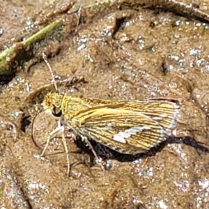 Taractrocera papyria at Fraser, ACT - 12 Nov 2022 02:42 PM