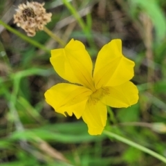 Goodenia pinnatifida (Scrambled Eggs) at Fraser, ACT - 12 Nov 2022 by trevorpreston