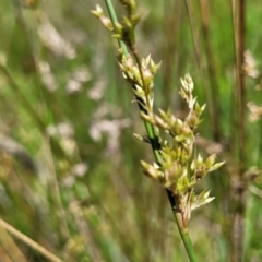 Juncus sarophorus (Broom Rush) at Dunlop Grasslands - 12 Nov 2022 by trevorpreston