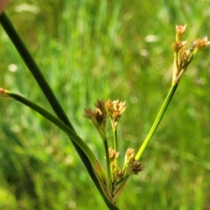 Juncus sp. at Fraser, ACT - 12 Nov 2022 02:36 PM