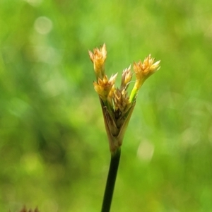 Juncus sp. at Fraser, ACT - 12 Nov 2022 02:36 PM