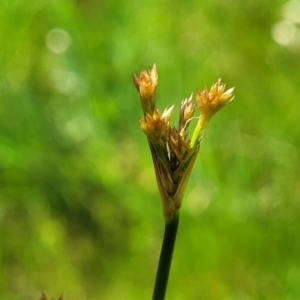 Juncus sp. at Fraser, ACT - 12 Nov 2022 02:36 PM