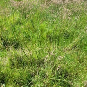 Juncus sp. at Fraser, ACT - 12 Nov 2022 02:36 PM