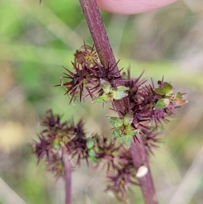 Acaena (genus) (A Sheep's Burr) at Dunlop, ACT - 12 Nov 2022 by trevorpreston