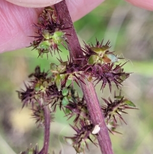 Acaena sp. at Dunlop, ACT - 12 Nov 2022