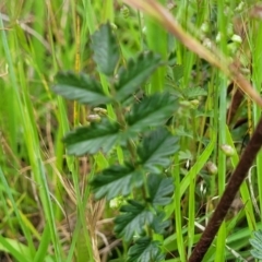 Acaena sp. at Dunlop, ACT - 12 Nov 2022