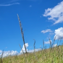 Eragrostis curvula (African Lovegrass) at Dunlop Grasslands - 12 Nov 2022 by trevorpreston