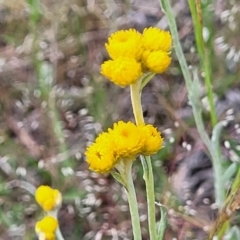 Chrysocephalum apiculatum (Common Everlasting) at Dunlop, ACT - 12 Nov 2022 by trevorpreston